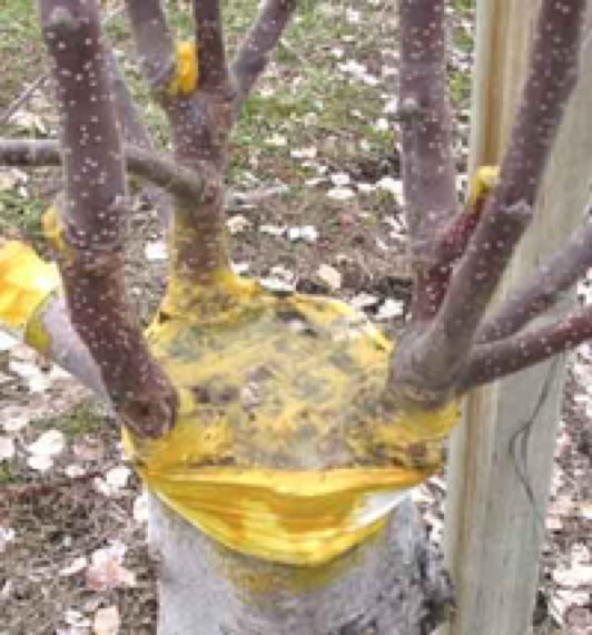 Branches grafted into a new trunk